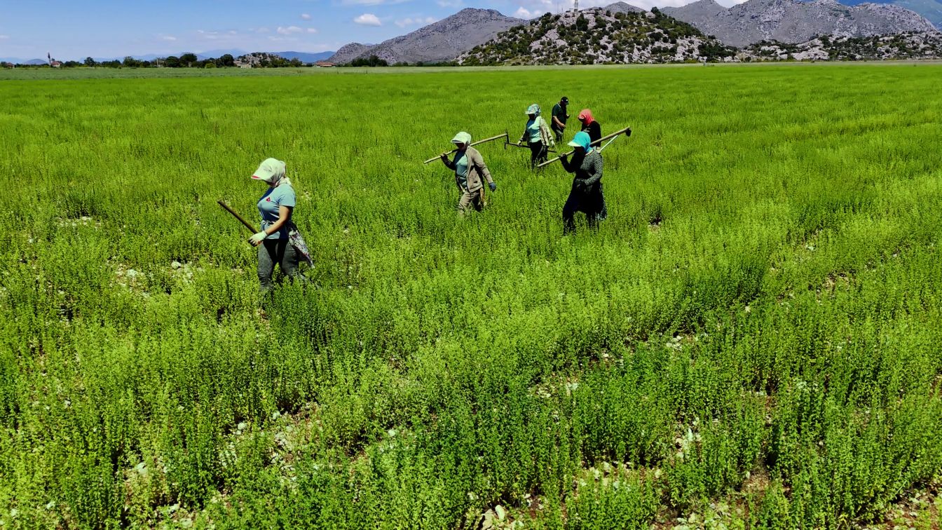 Sage farming